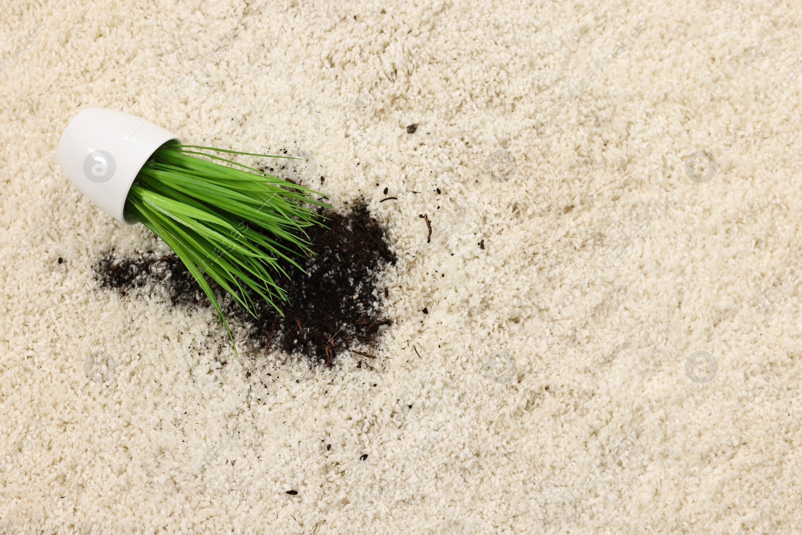 Photo of Overturned houseplant on rug, top view. Space for text