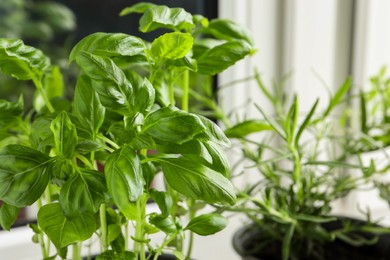 Aromatic potted basil and rosemary on windowsill indoors, closeup