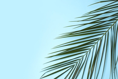 Photo of Leaf of tropical palm tree on color background, top view with space for text