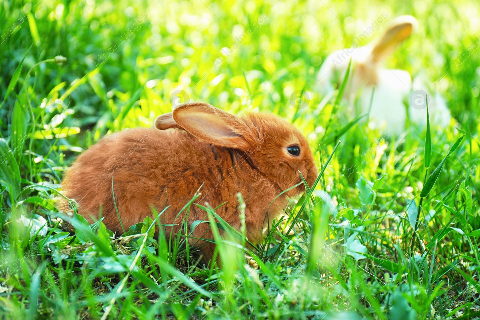 Photo of Cute fluffy bunnies among green grass, outdoors