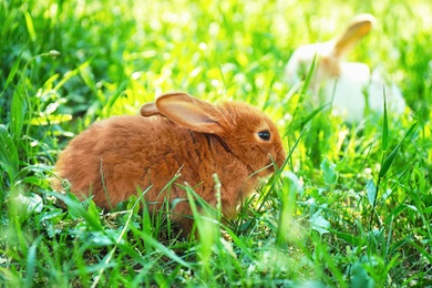 Photo of Cute fluffy bunnies among green grass, outdoors