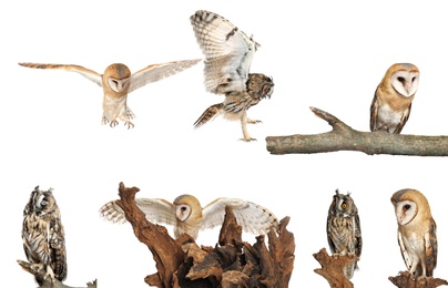 Collage with photos of beautiful eagle and barn owls on white background