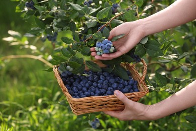 Photo of Woman with wicker basket picking up wild blueberries outdoors, closeup. Seasonal berries