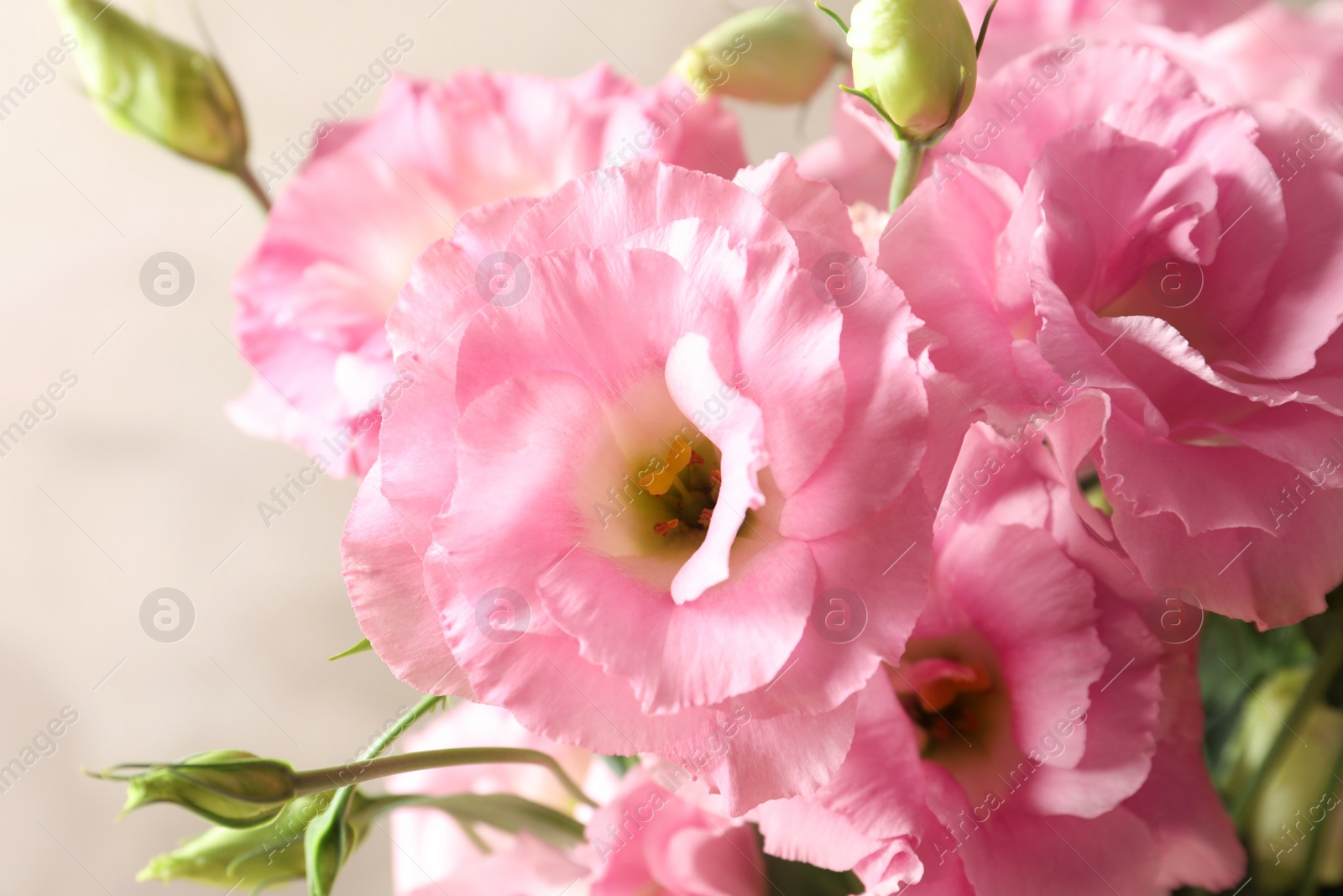 Photo of Beautiful bouquet of Eustoma flowers, close up view