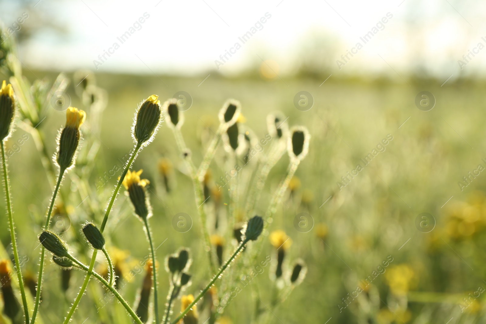 Photo of Beautiful yellow flowers growing in meadow on sunny day, closeup. Space for text