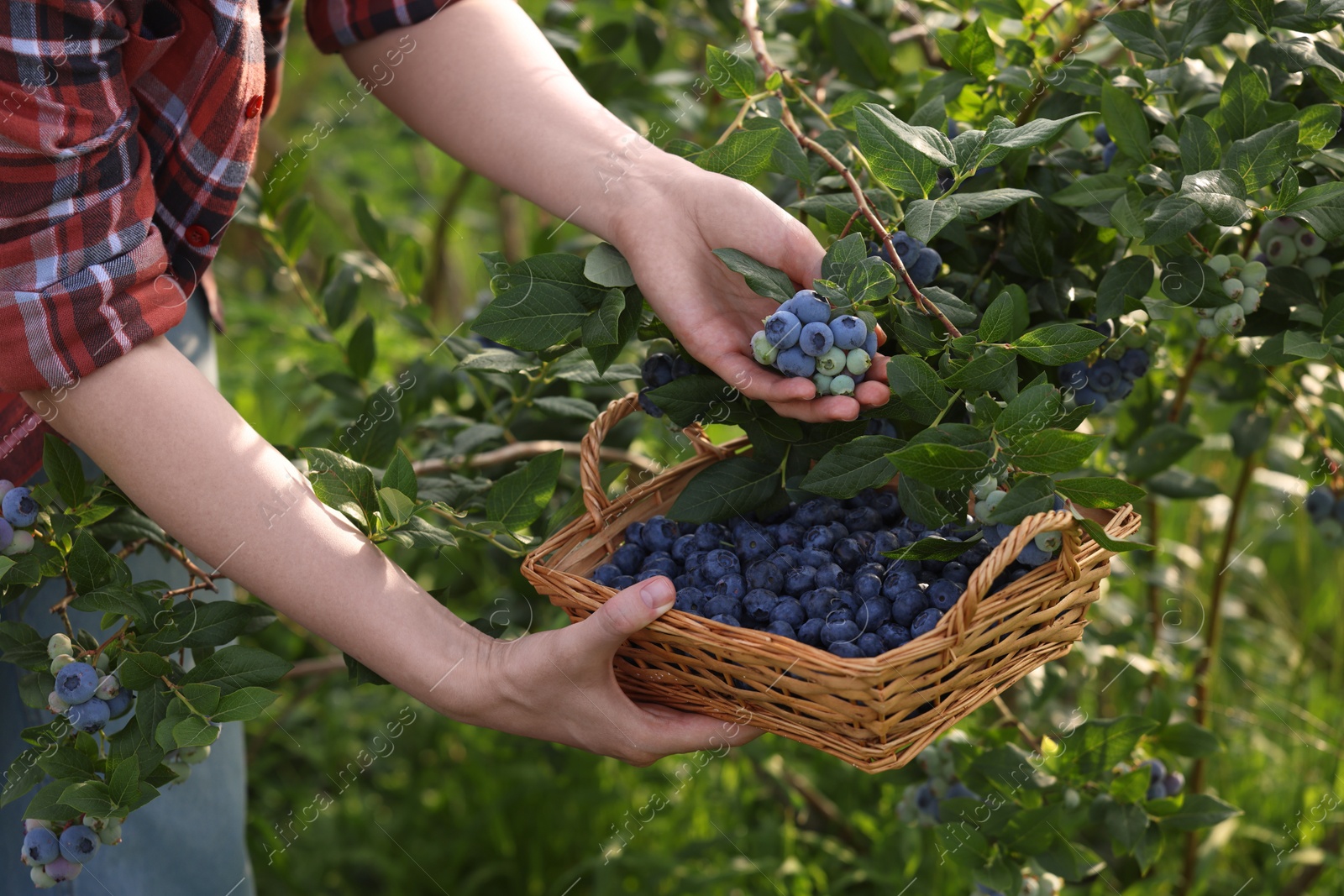 Photo of Woman with wicker basket picking up wild blueberries outdoors, closeup. Seasonal berries