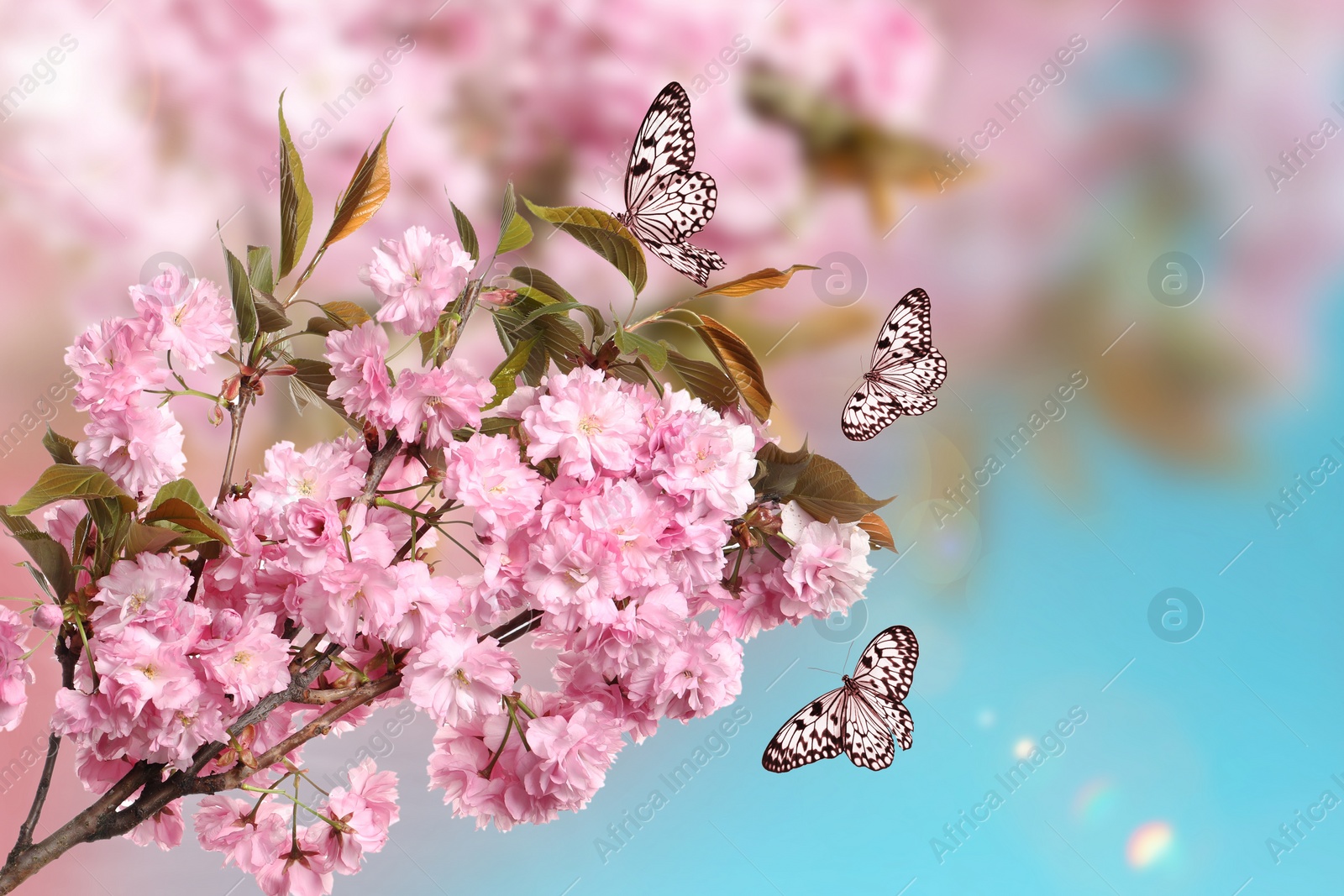 Image of Beautiful sakura tree branch with delicate pink flowers and flying butterflies outdoors 