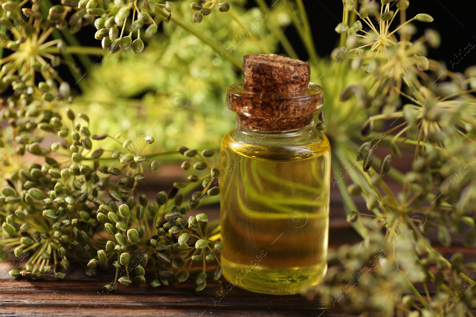 Photo of Bottle of essential oil and fresh dill on wooden table, closeup