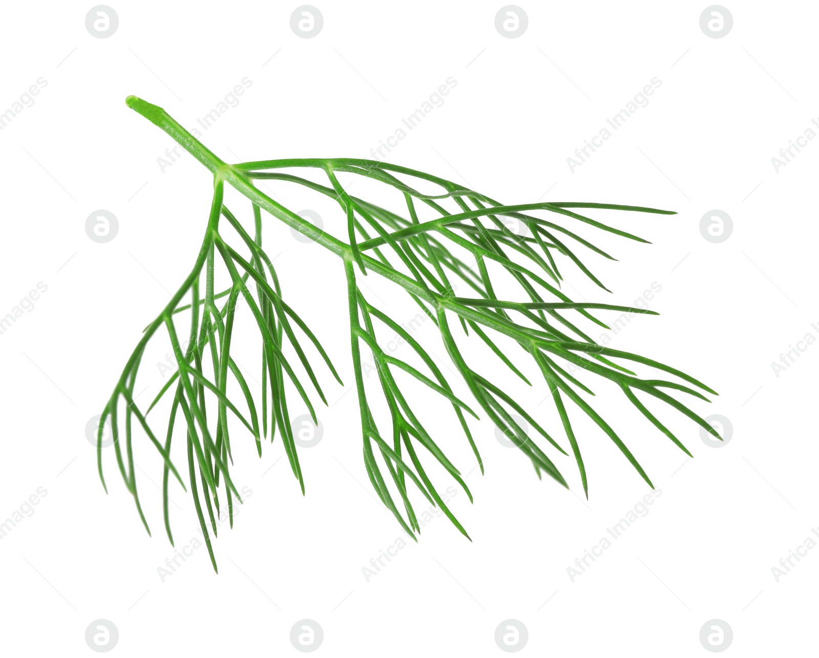 Photo of One sprig of fresh dill isolated on white