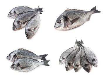 Image of Raw dorada fish isolated on white, set