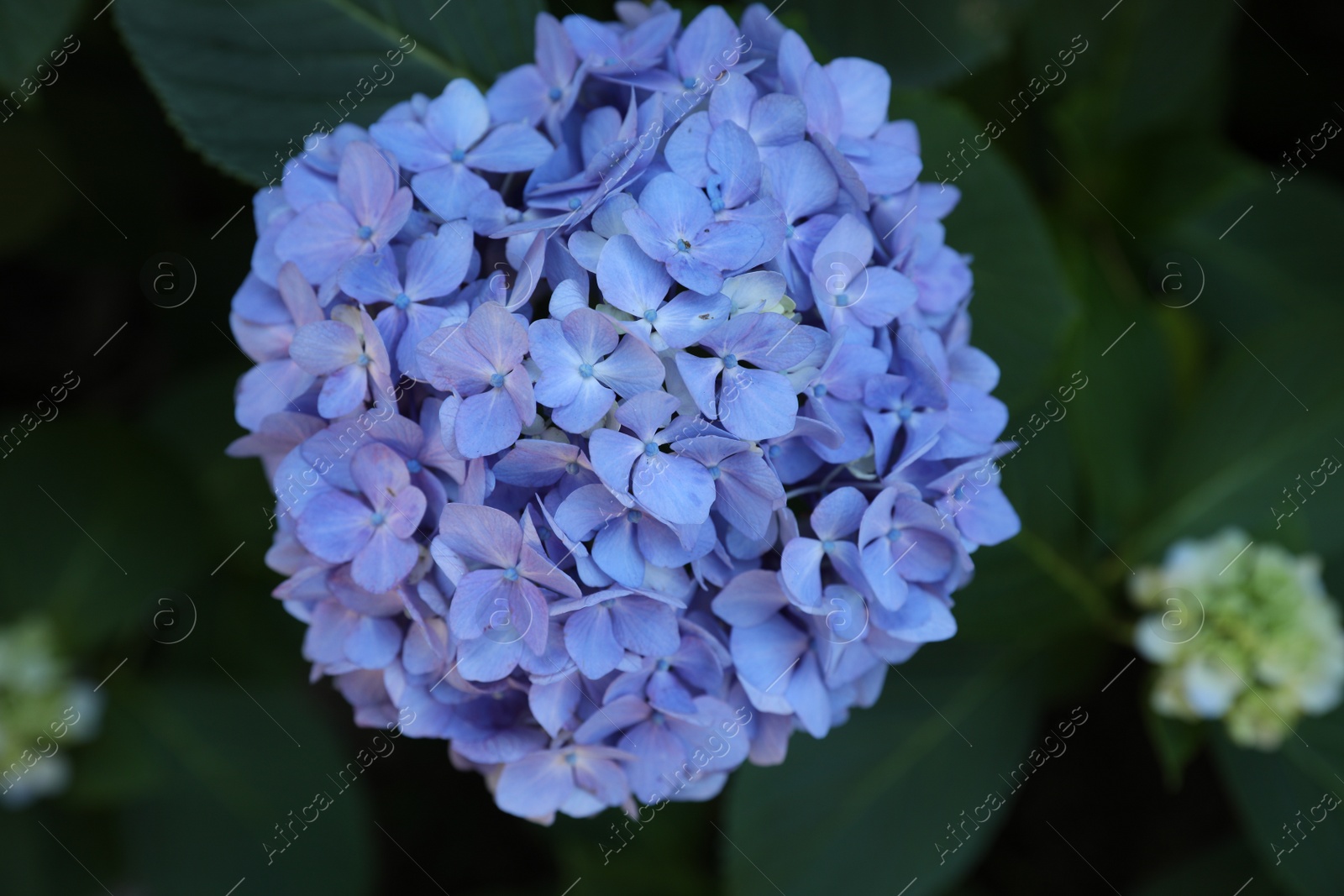 Photo of Beautiful blue hortensia flower in park, top view