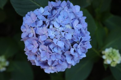 Beautiful blue hortensia flower in park, top view