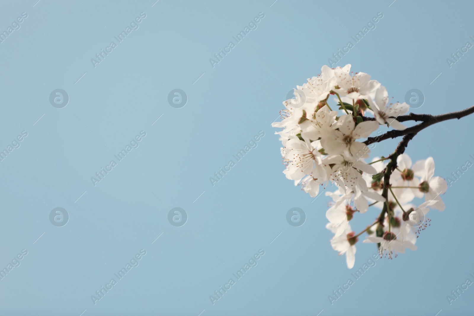 Photo of Closeup view of blossoming tree against blue sky on spring day