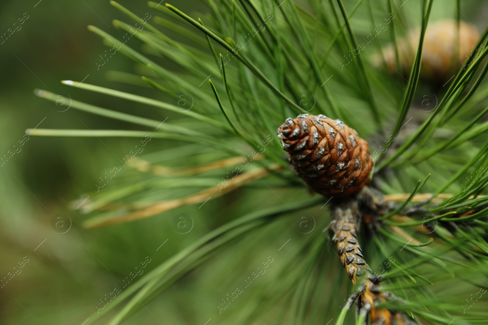 Photo of Cone growing on pine branch outdoors, closeup