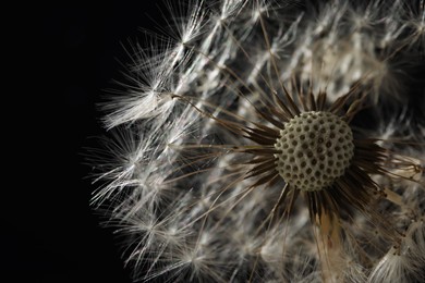 Photo of Beautiful dandelion flower on black background, closeup