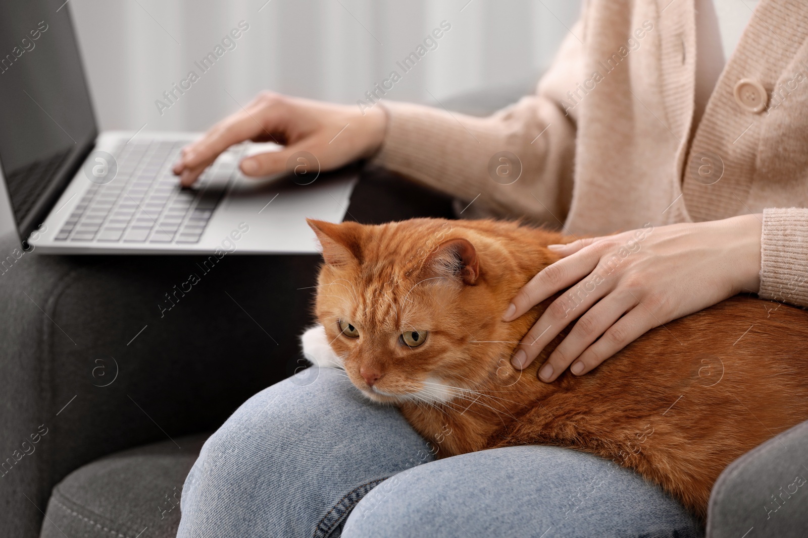 Photo of Woman with cat working in armchair at home, closeup