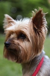 Cute Yorkshire terrier in park, closeup view