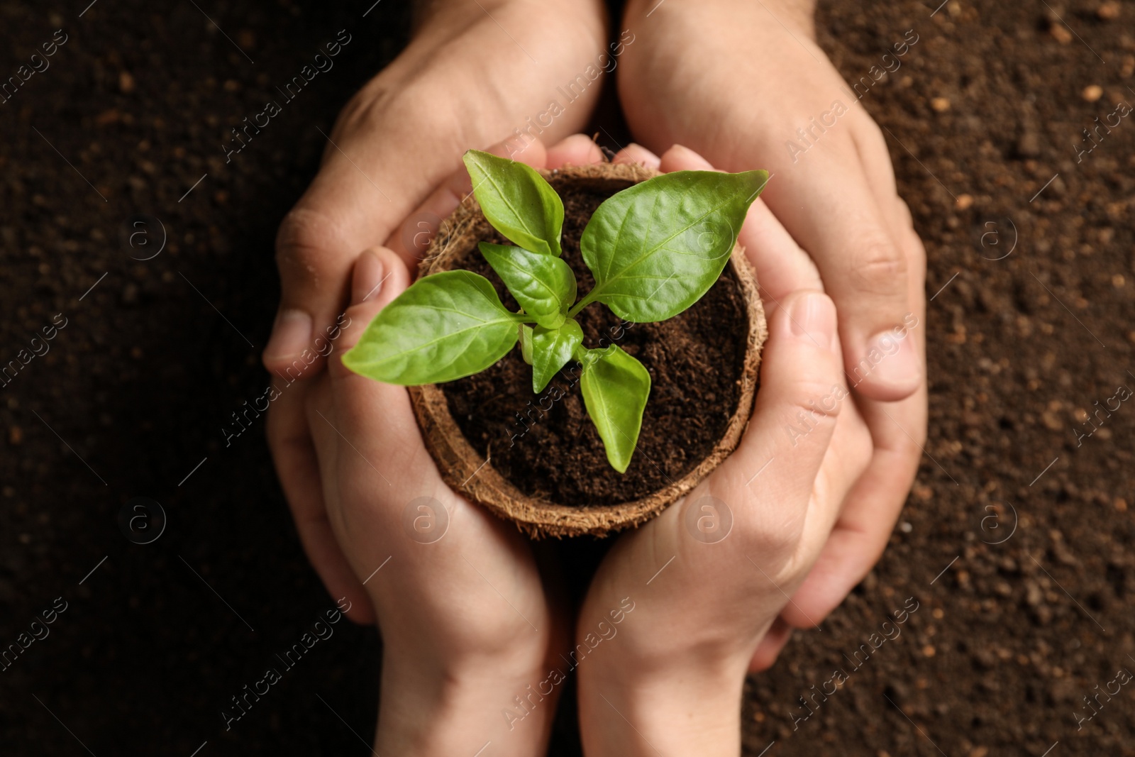 Photo of Man and woman holding pot with seedling on soil, top view