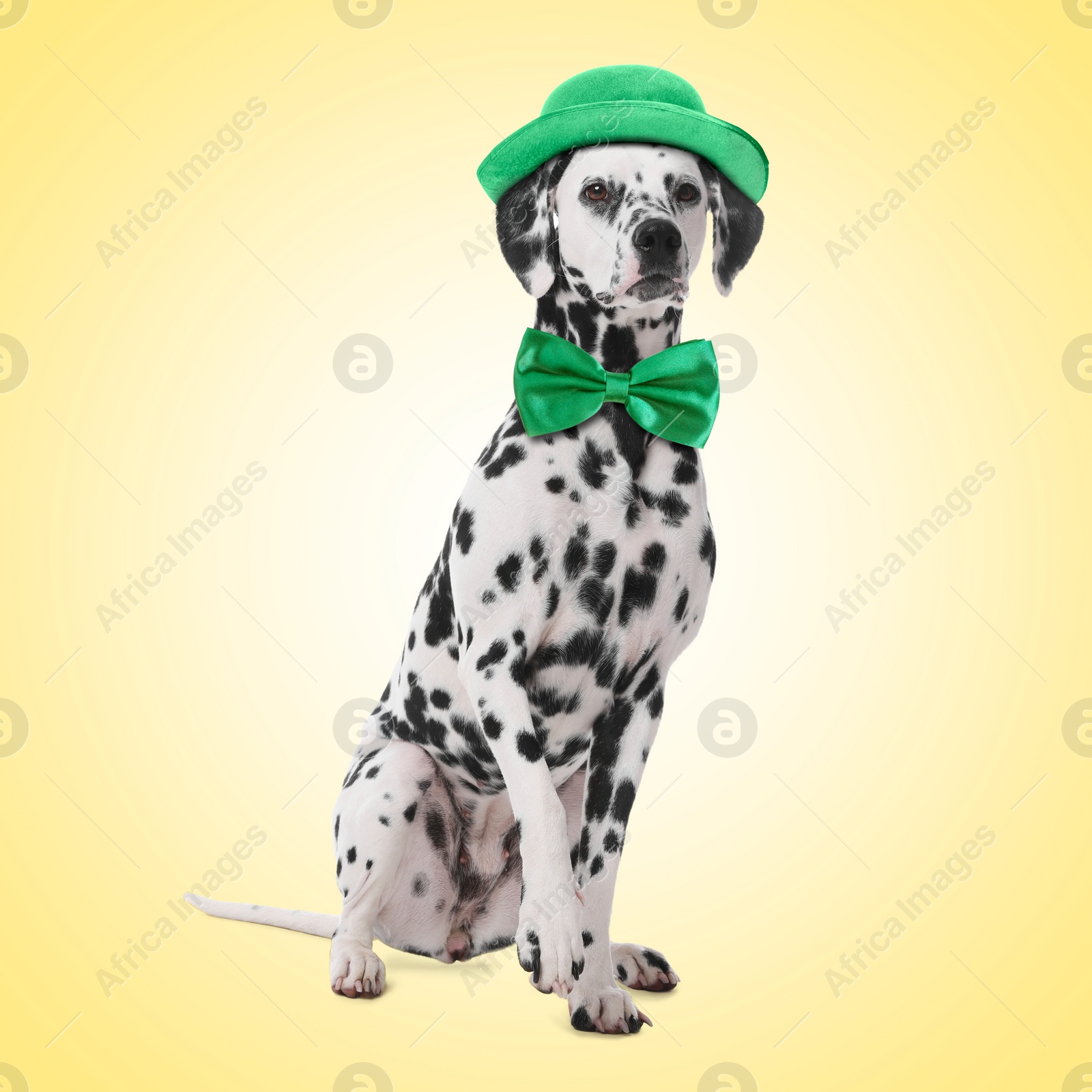 Image of St. Patrick's day celebration. Cute Dalmatian dog with leprechaun hat and green bow tie on yellow background