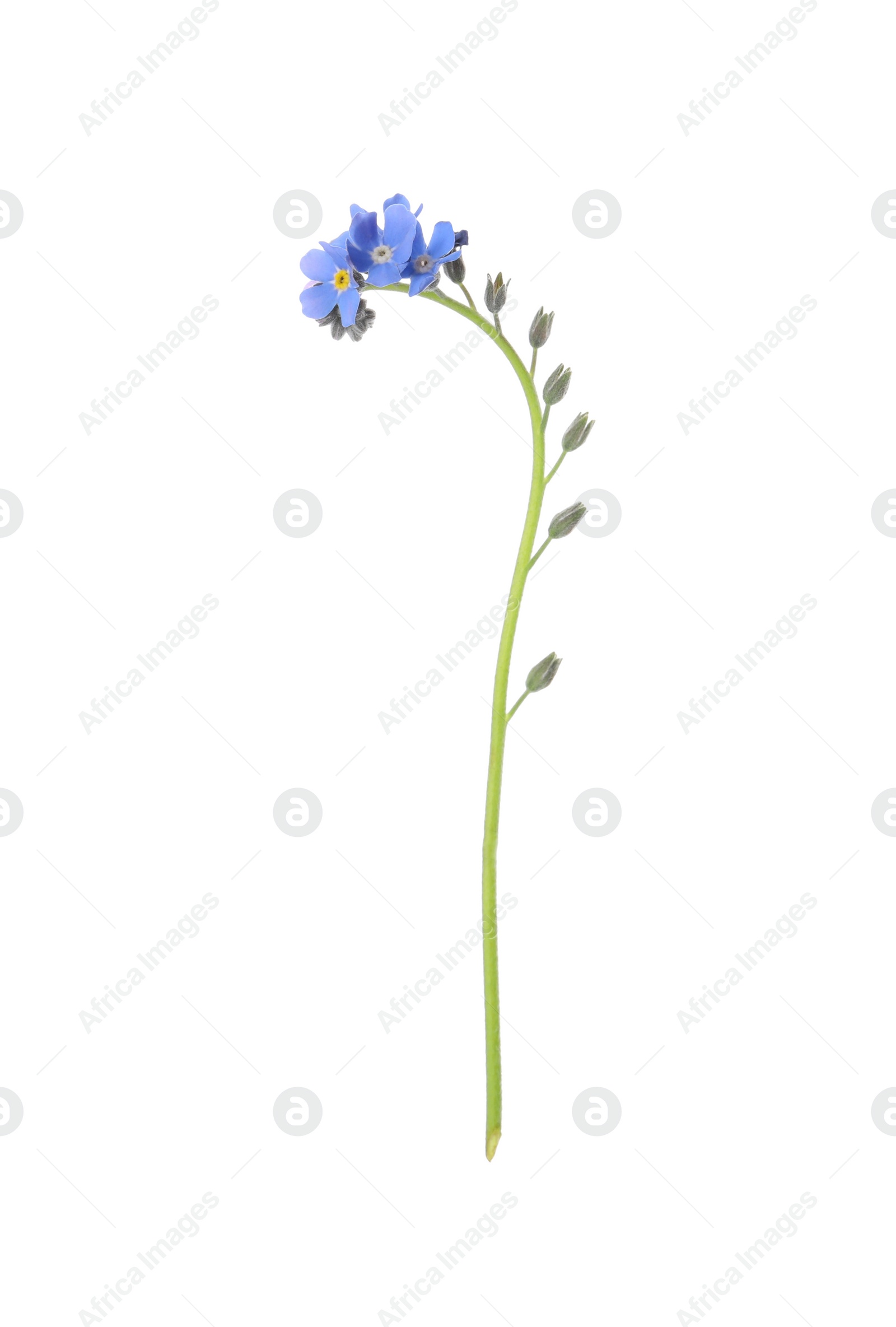 Photo of Beautiful blue Forget-me-not flowers isolated on white