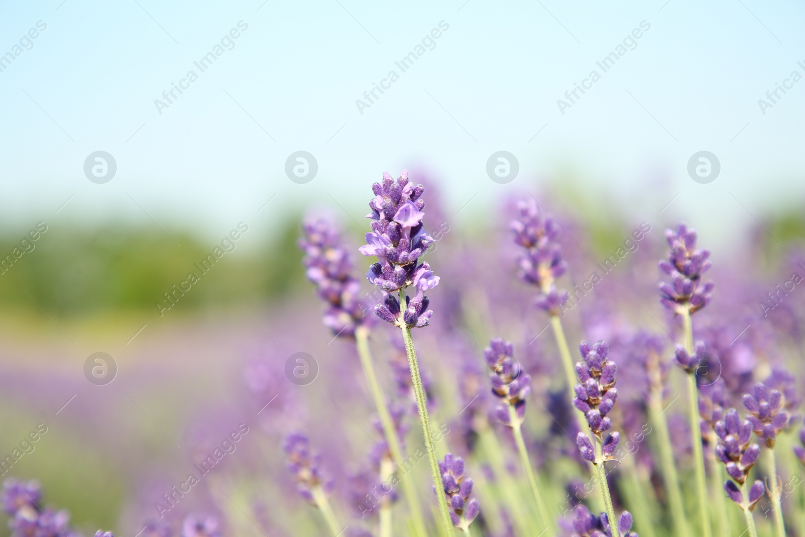 Photo of Beautiful blooming lavender growing in field, closeup. Space for text