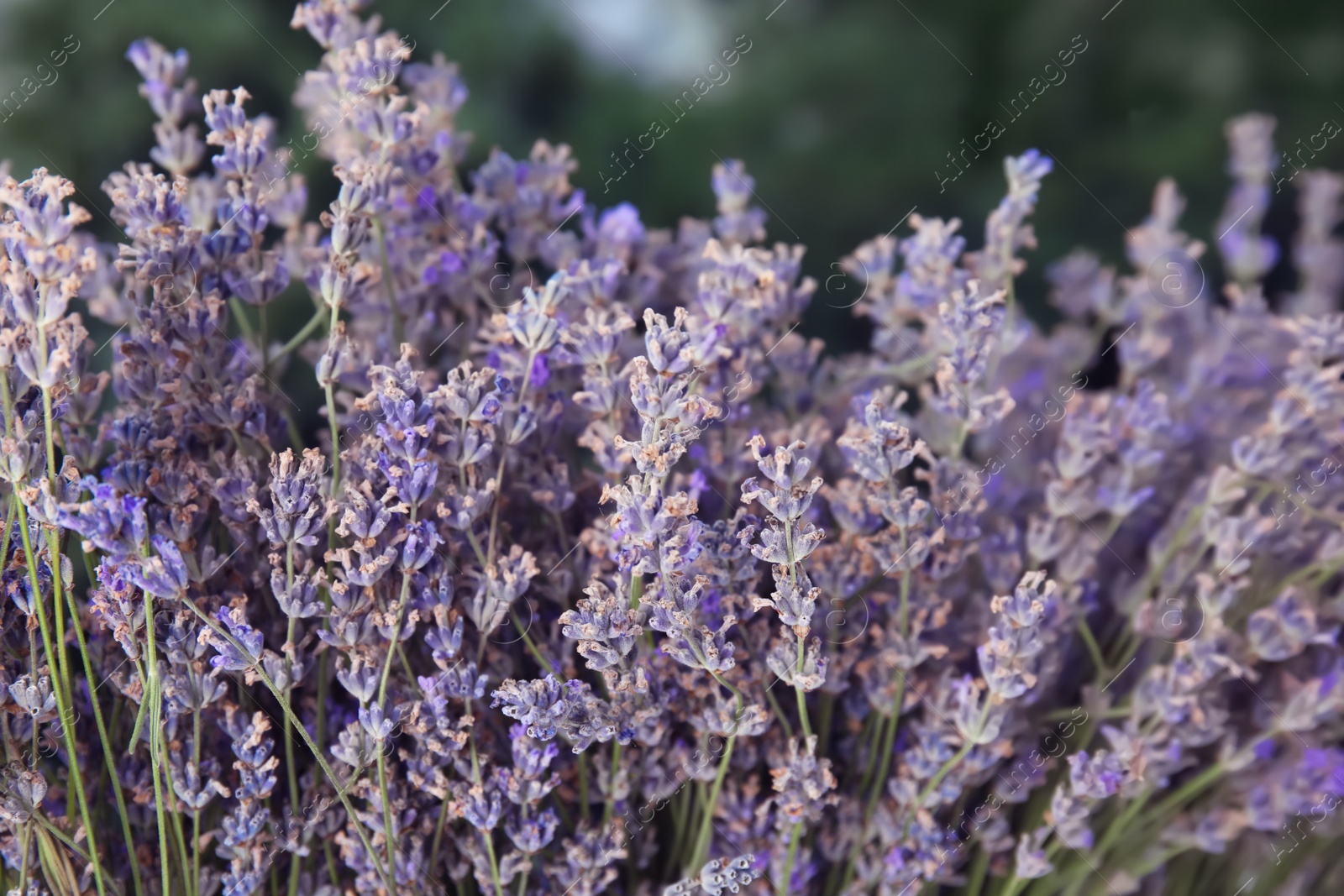 Photo of Blooming lavender flowers on blurred background, closeup