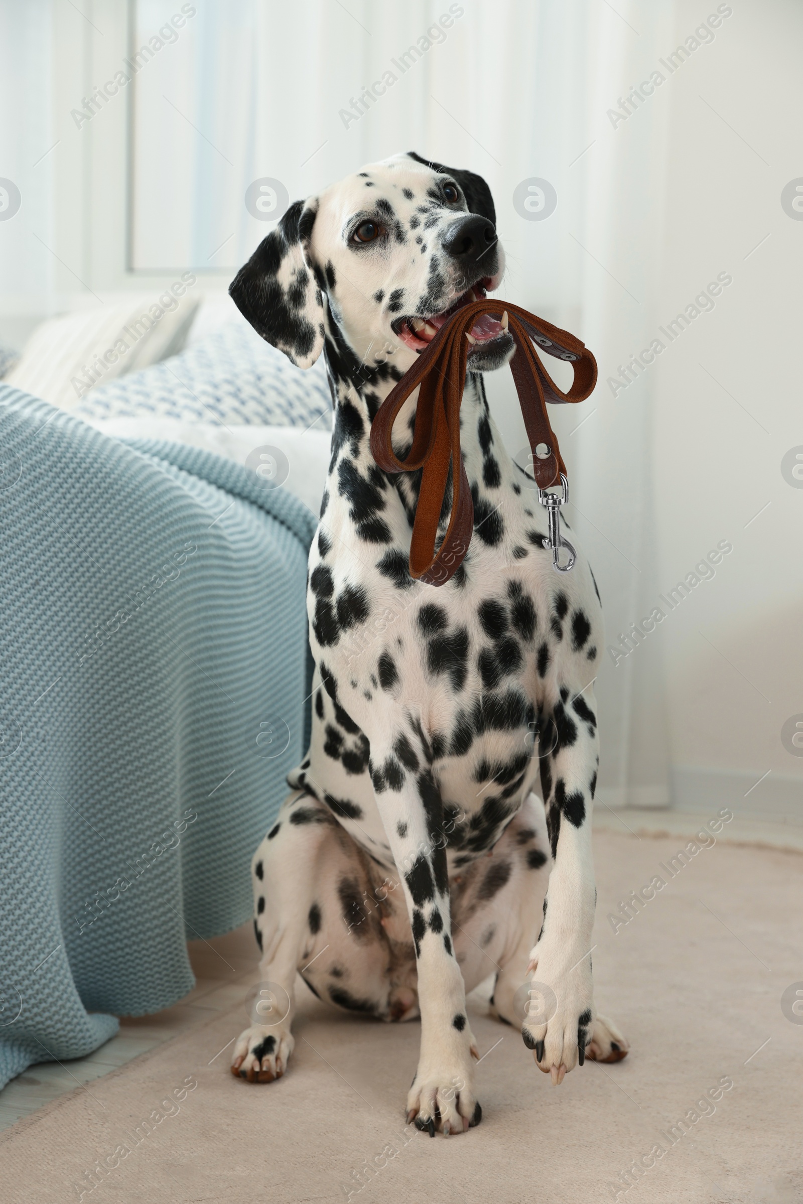 Image of Adorable Dalmatian dog holding leash in mouth indoors