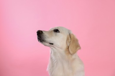 Photo of Cute Labrador Retriever on pink background. Lovely pet