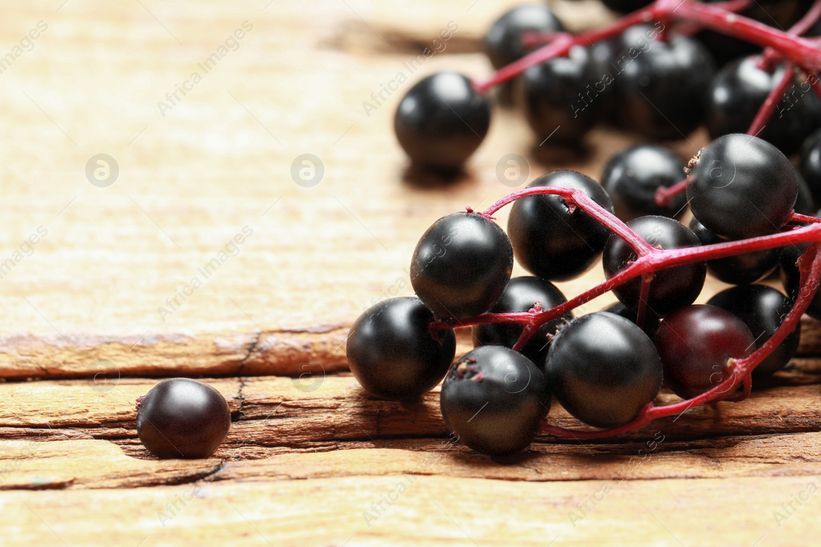 Photo of Black elderberries (Sambucus) on wooden table, closeup. Space for text