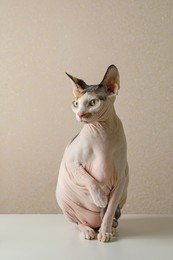 Photo of Beautiful Sphynx cat on white table against beige background