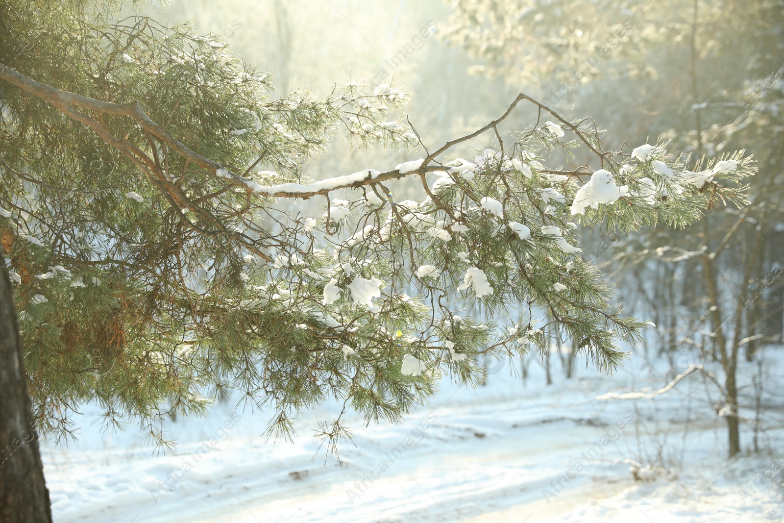 Photo of Beautiful sunlit tree branch covered with snow in forest. Winter season