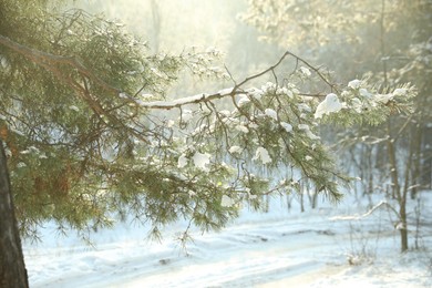 Photo of Beautiful sunlit tree branch covered with snow in forest. Winter season