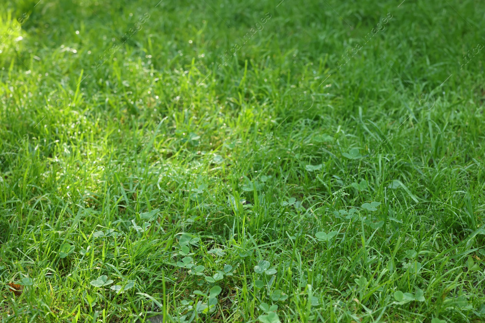 Photo of Fresh green grass growing outdoors in summer