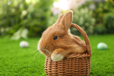 Photo of Adorable fluffy bunny in wicker basket on green grass, closeup. Easter symbol