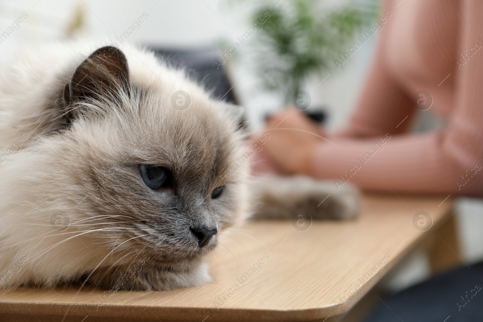 Photo of Beautiful birman cat lying on wooden table near owner indoors