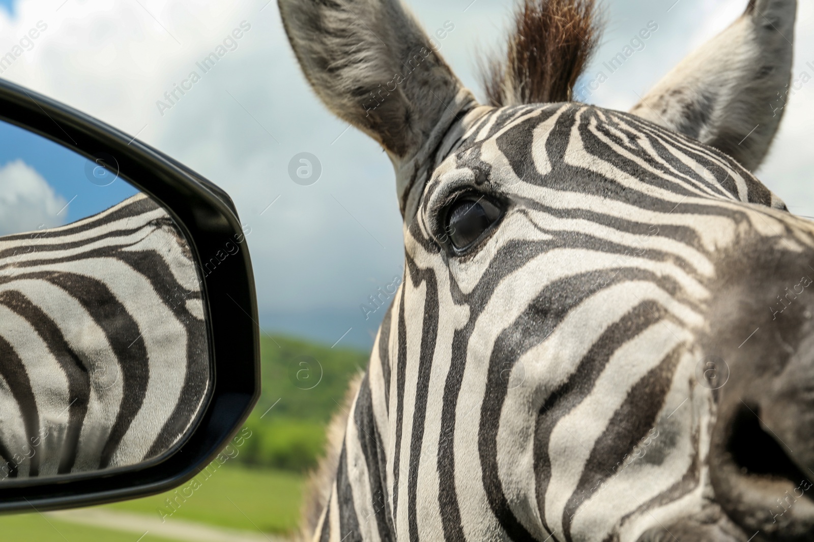 Photo of Cute curious African zebra near car in safari park, closeup