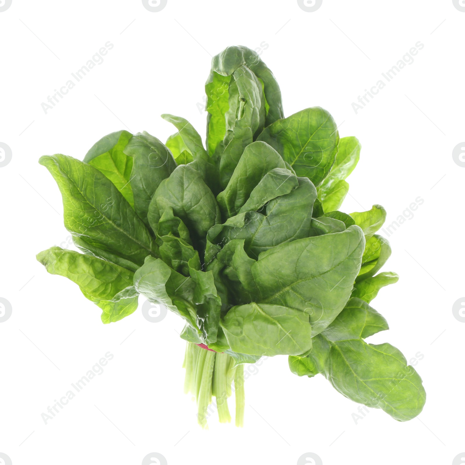 Photo of Bundle of fresh spinach isolated on white