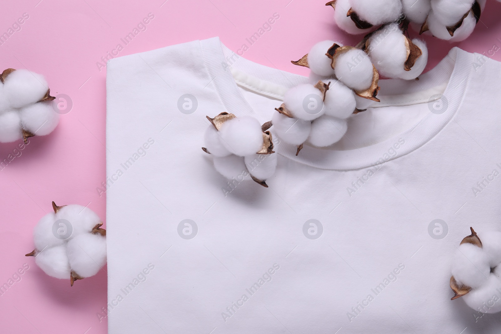 Photo of Cotton branch with fluffy flowers and white t-shirt on pink background, flat lay