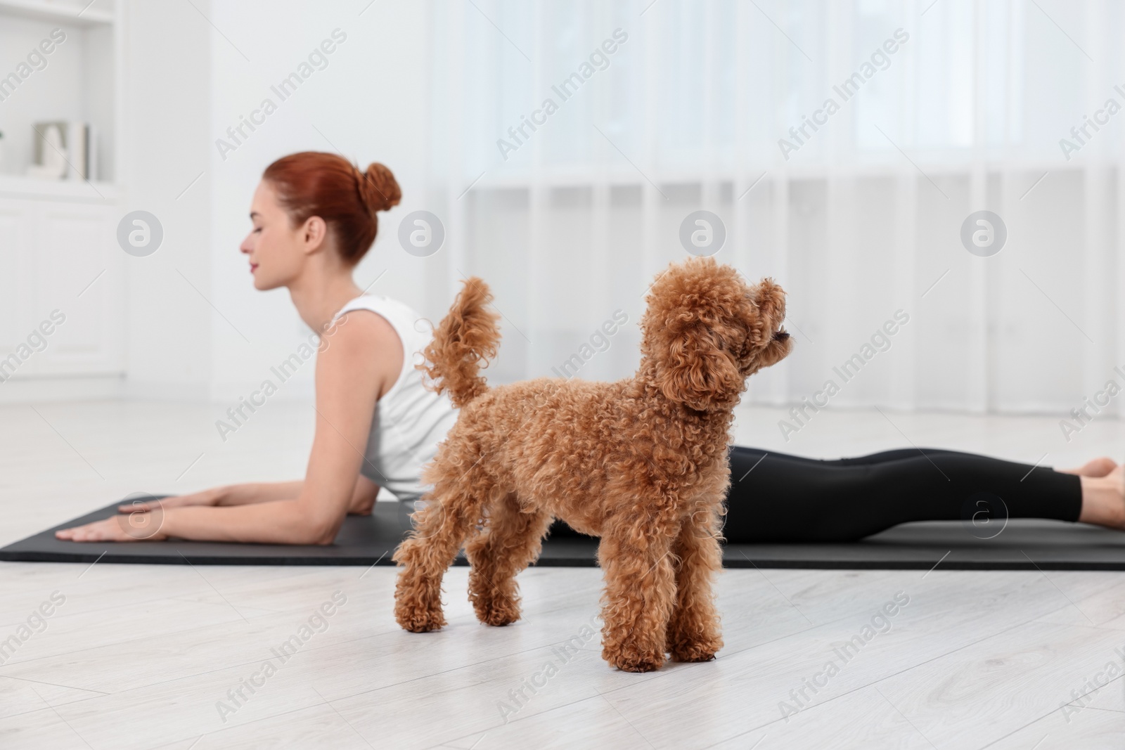 Photo of Young woman practicing yoga on mat with her cute dog indoors, selective focus