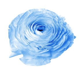 Image of Beautiful light blue ranunculus flower on white background