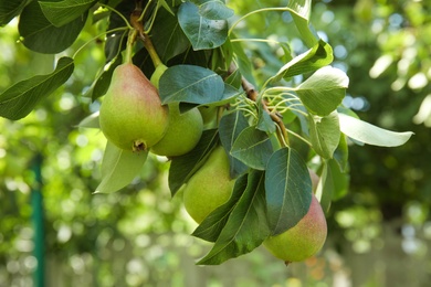 Photo of Branch of pear tree with fruits, closeup