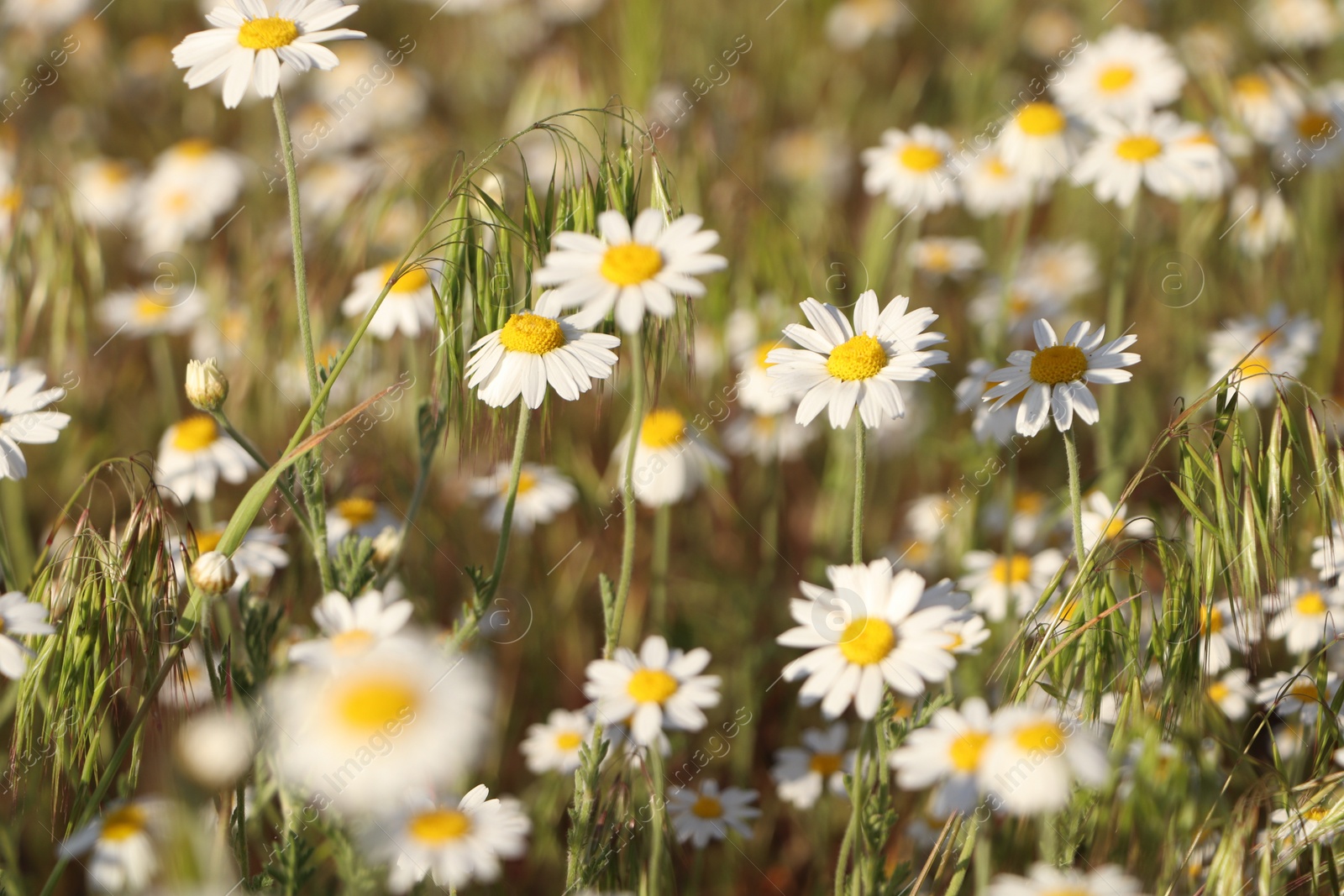 Photo of Beautiful chamomile flowers growing in spring meadow, closeup