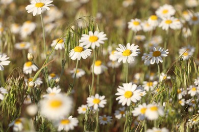 Beautiful chamomile flowers growing in spring meadow, closeup