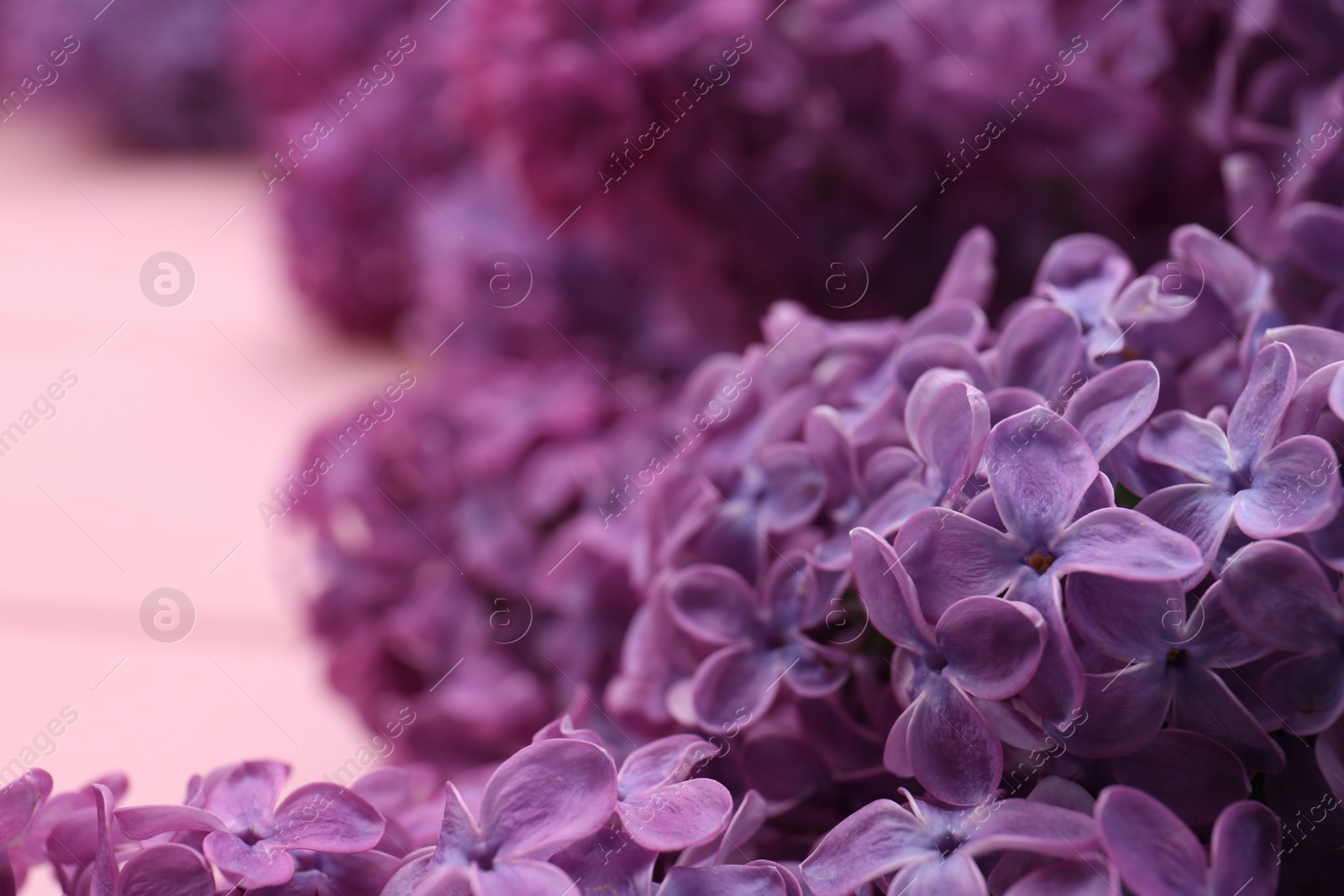 Photo of Closeup view of beautiful fresh lilac flowers