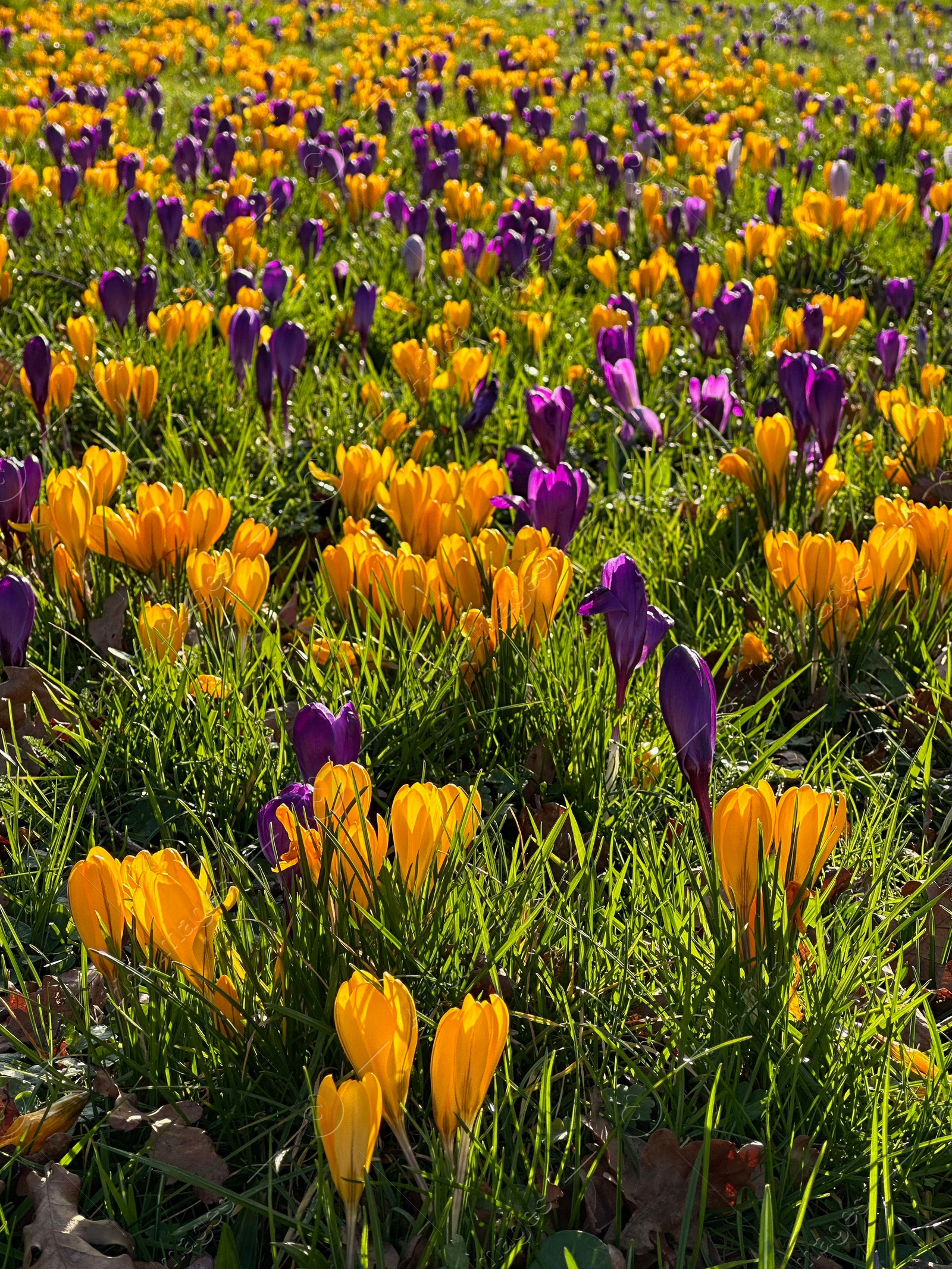 Photo of Beautiful yellow and purple crocus flowers growing in grass near autumn leaves on sunny day