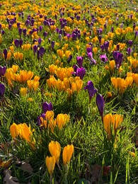 Beautiful yellow and purple crocus flowers growing in grass near autumn leaves on sunny day