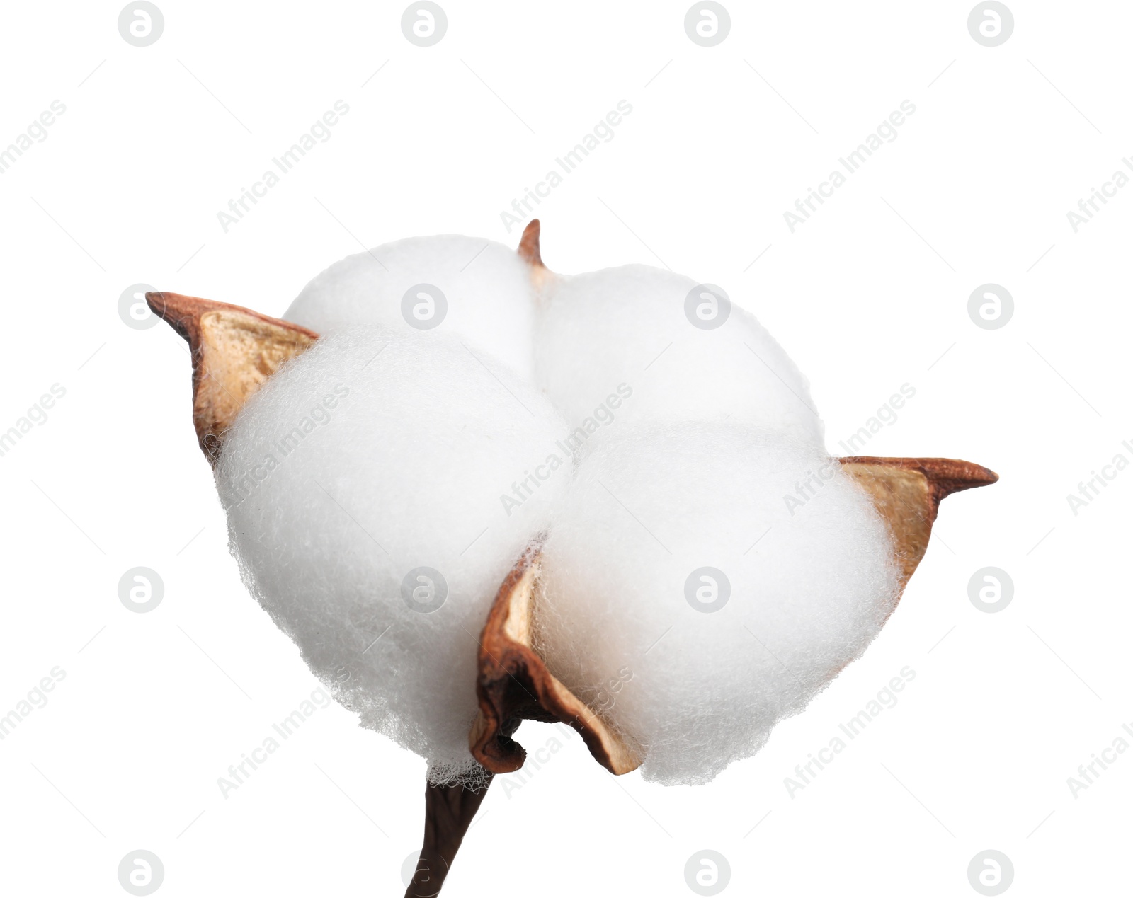 Photo of Beautiful fluffy cotton flower isolated on white