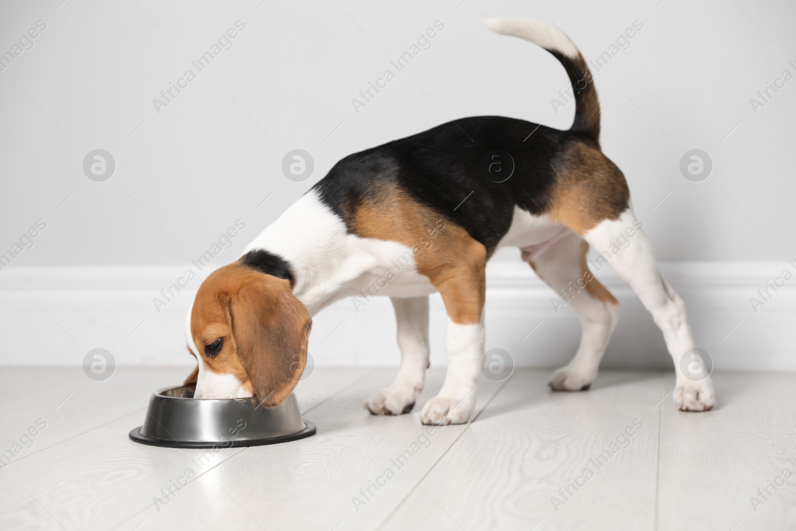 Photo of Cute Beagle puppy eating near light wall indoors. Adorable pet