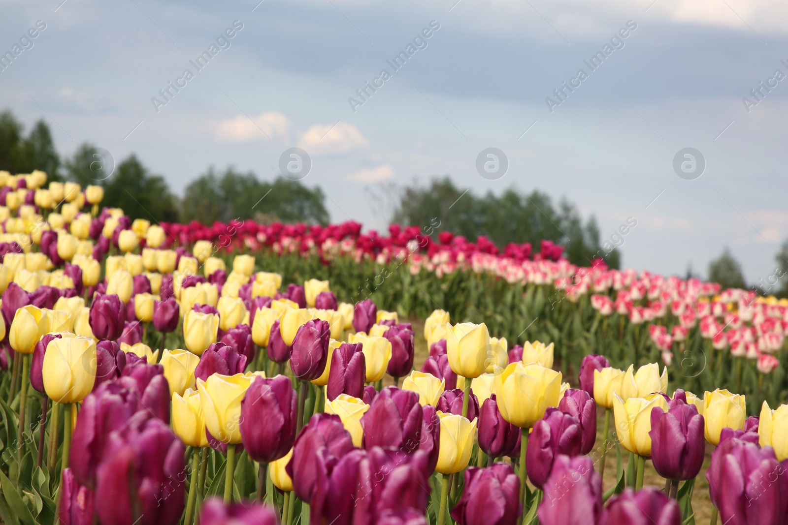 Photo of Beautiful colorful tulip flowers growing in field