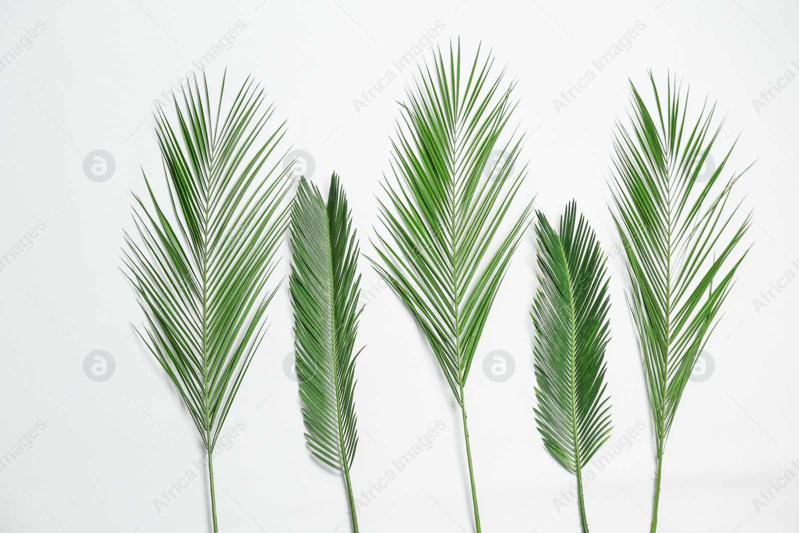 Photo of Beautiful tropical leaves on white background